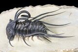 Dicranurus Trilobite - Free Standing Spines! #161339-3